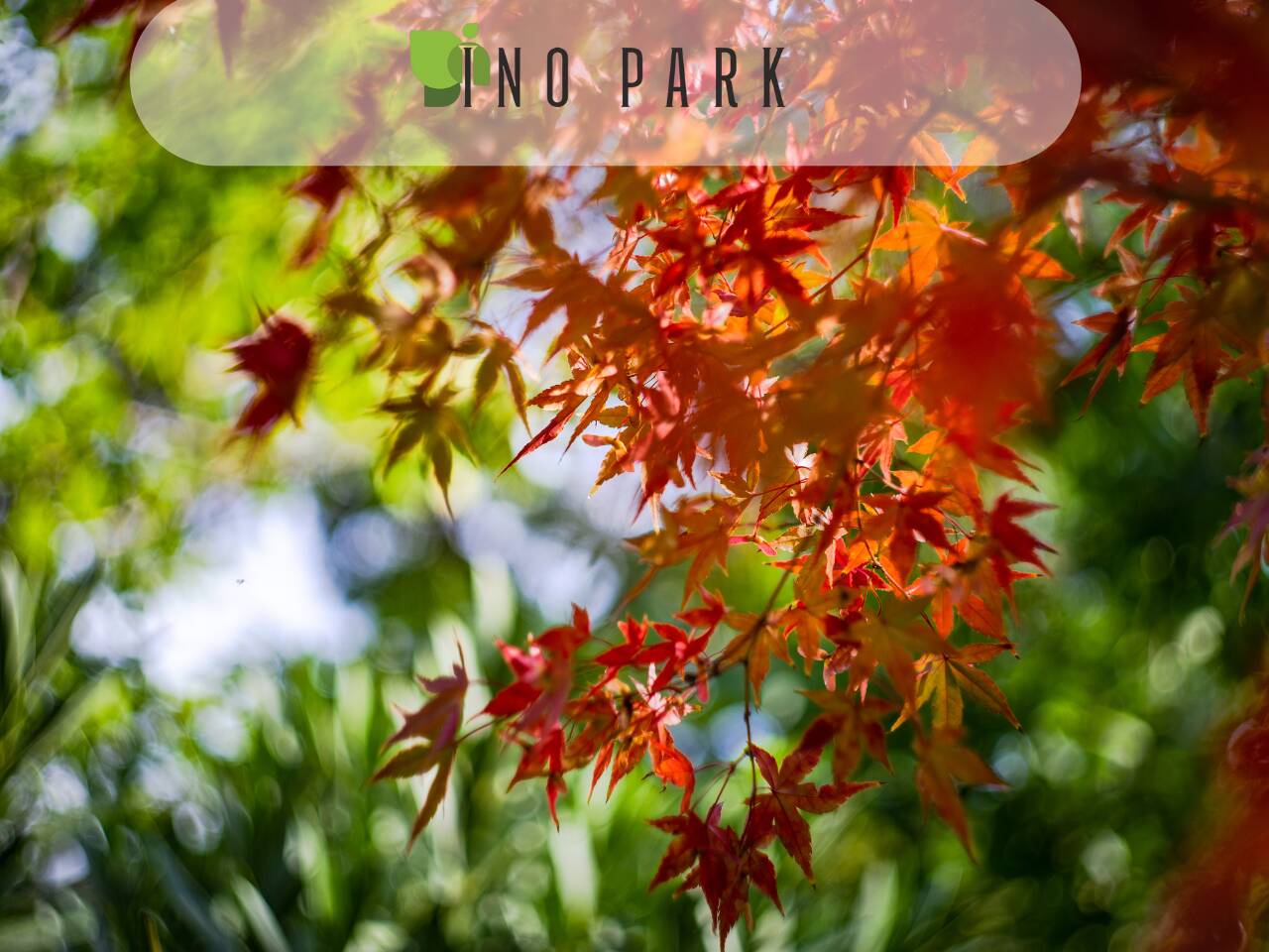 Есенна поддръжка на градината