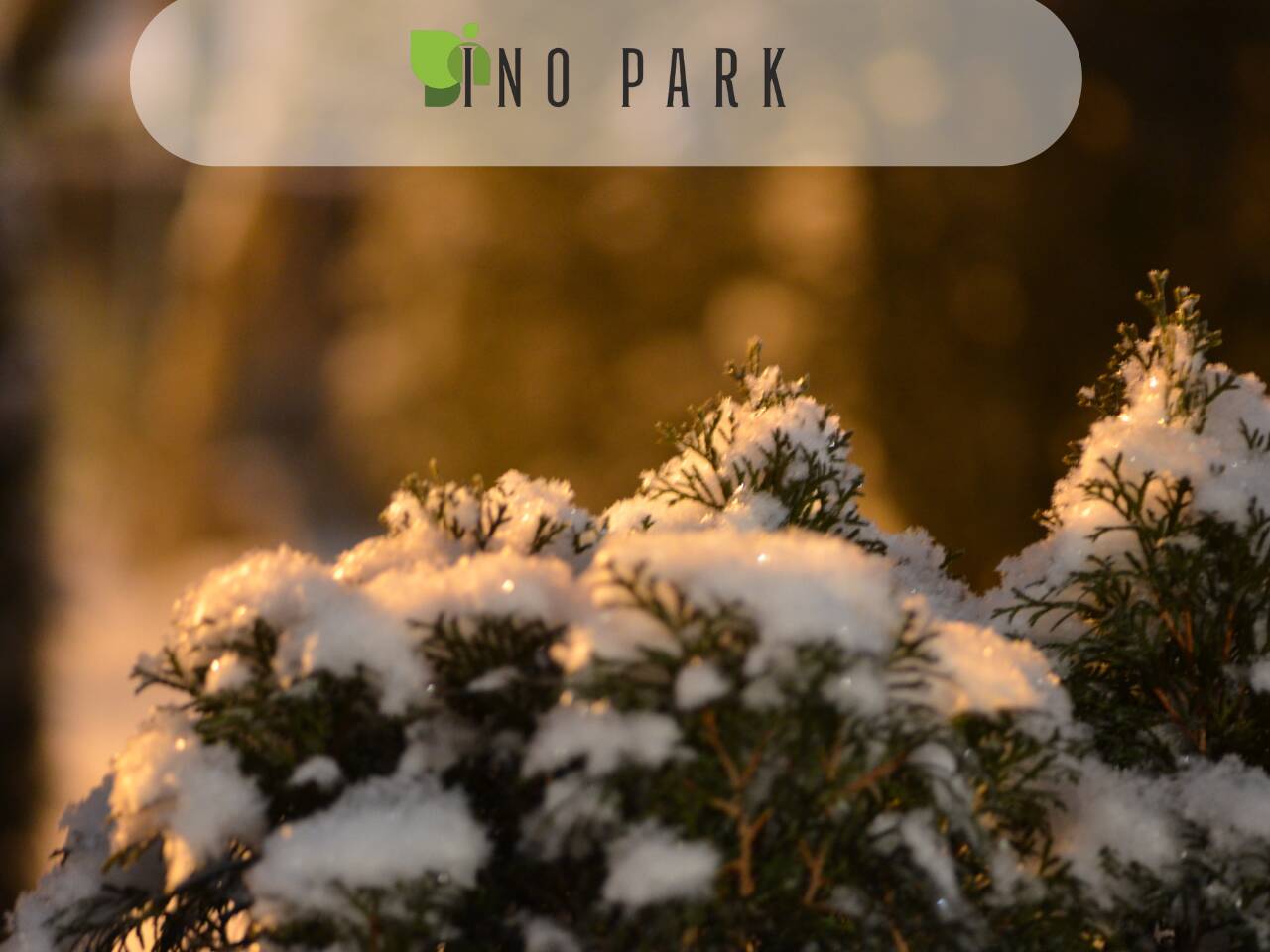 Грижа за вечнозелените растения през зимата