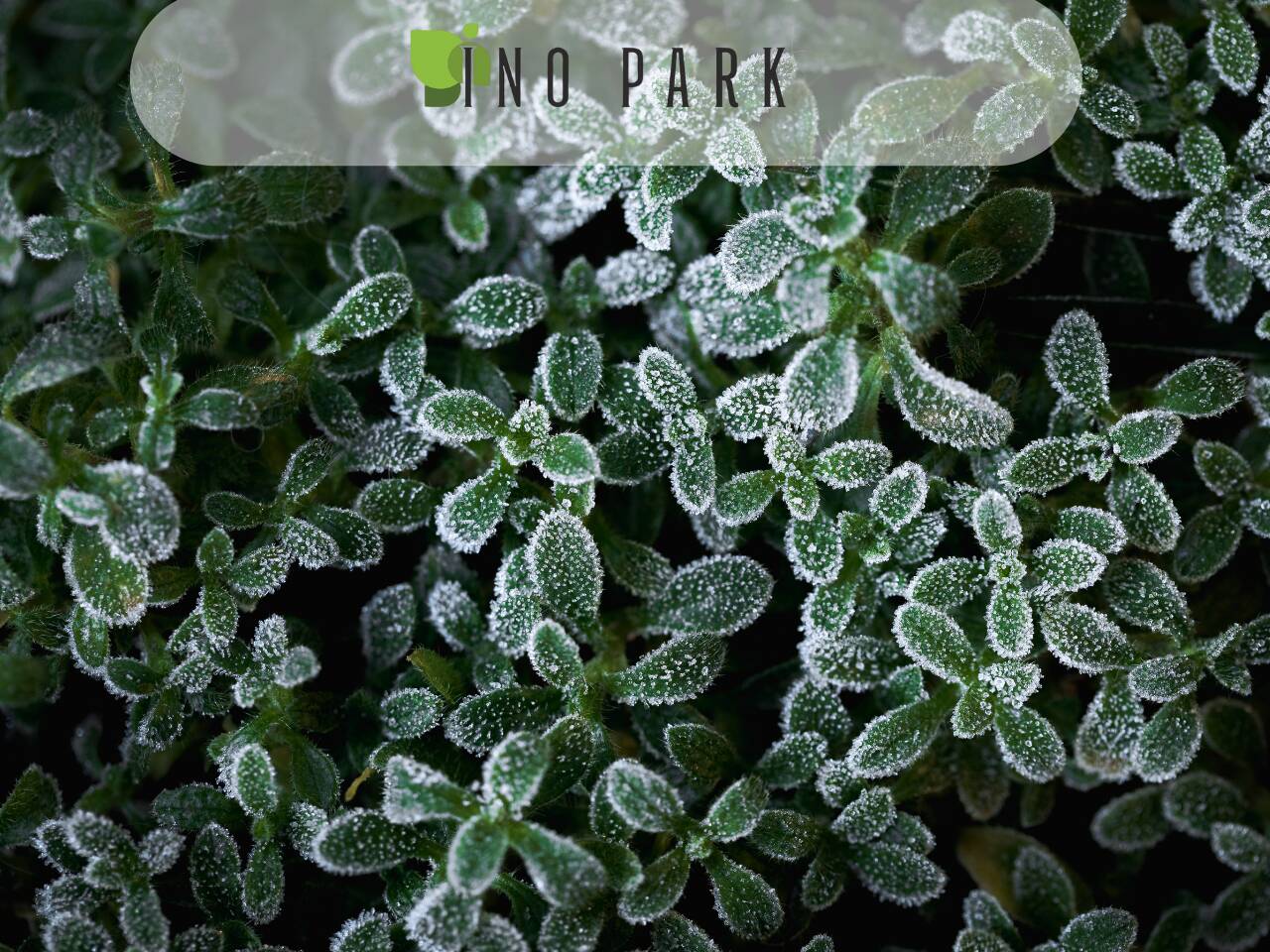 Как да предпазим растенията от измръзване?