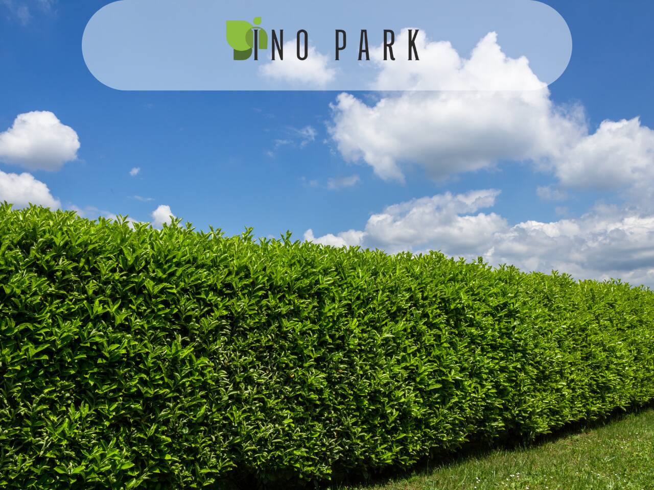 Алтернативи на туята – кои растения са подходящи за жив плет?