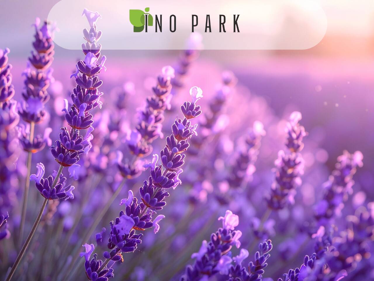 Как да отглеждаме Лавандула