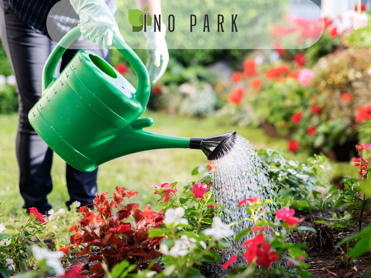 Как да поливаме новозасадени растения?