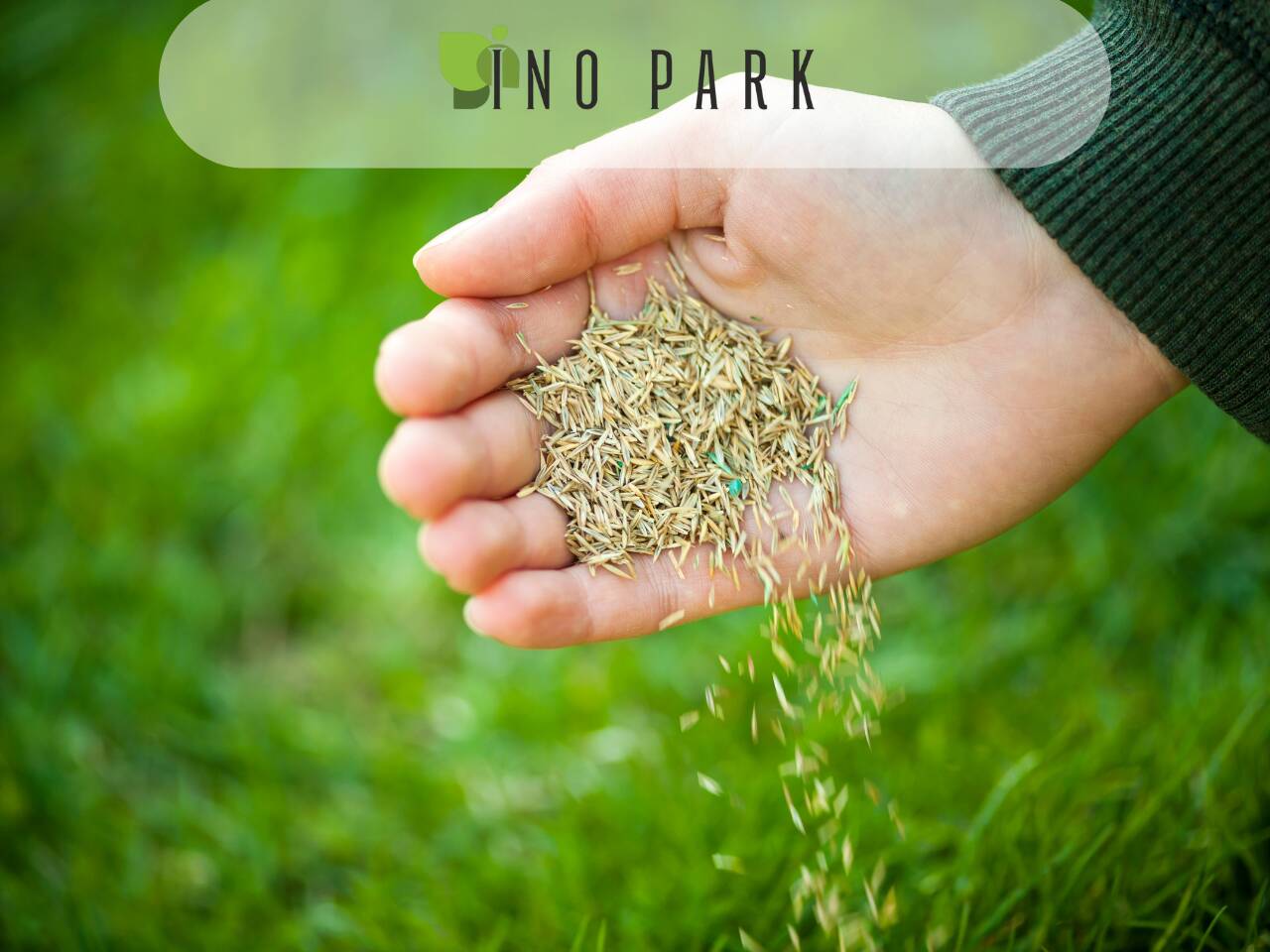 Кога се сее райграс за най-добър резултат