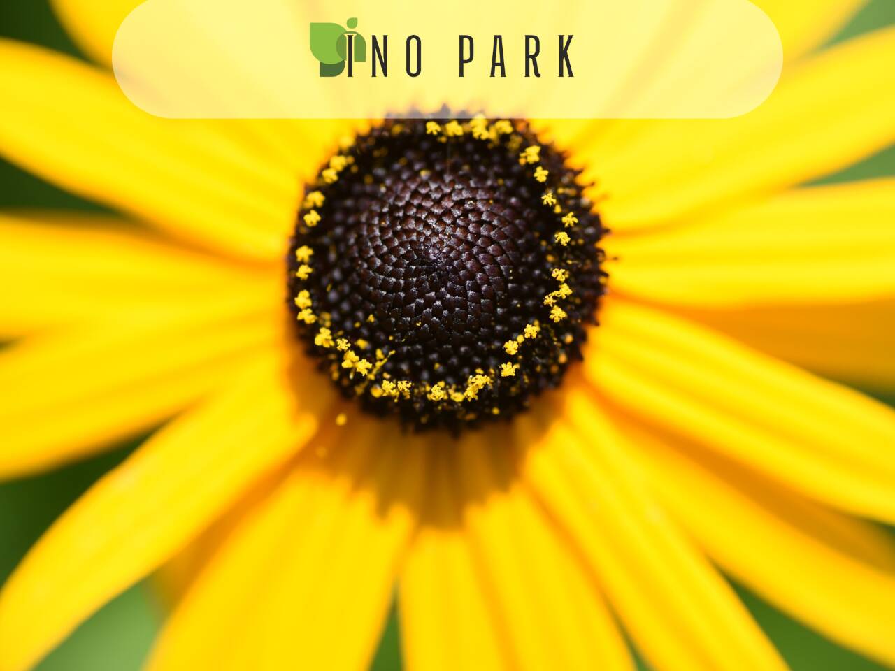 Лесни за отглеждане цветя