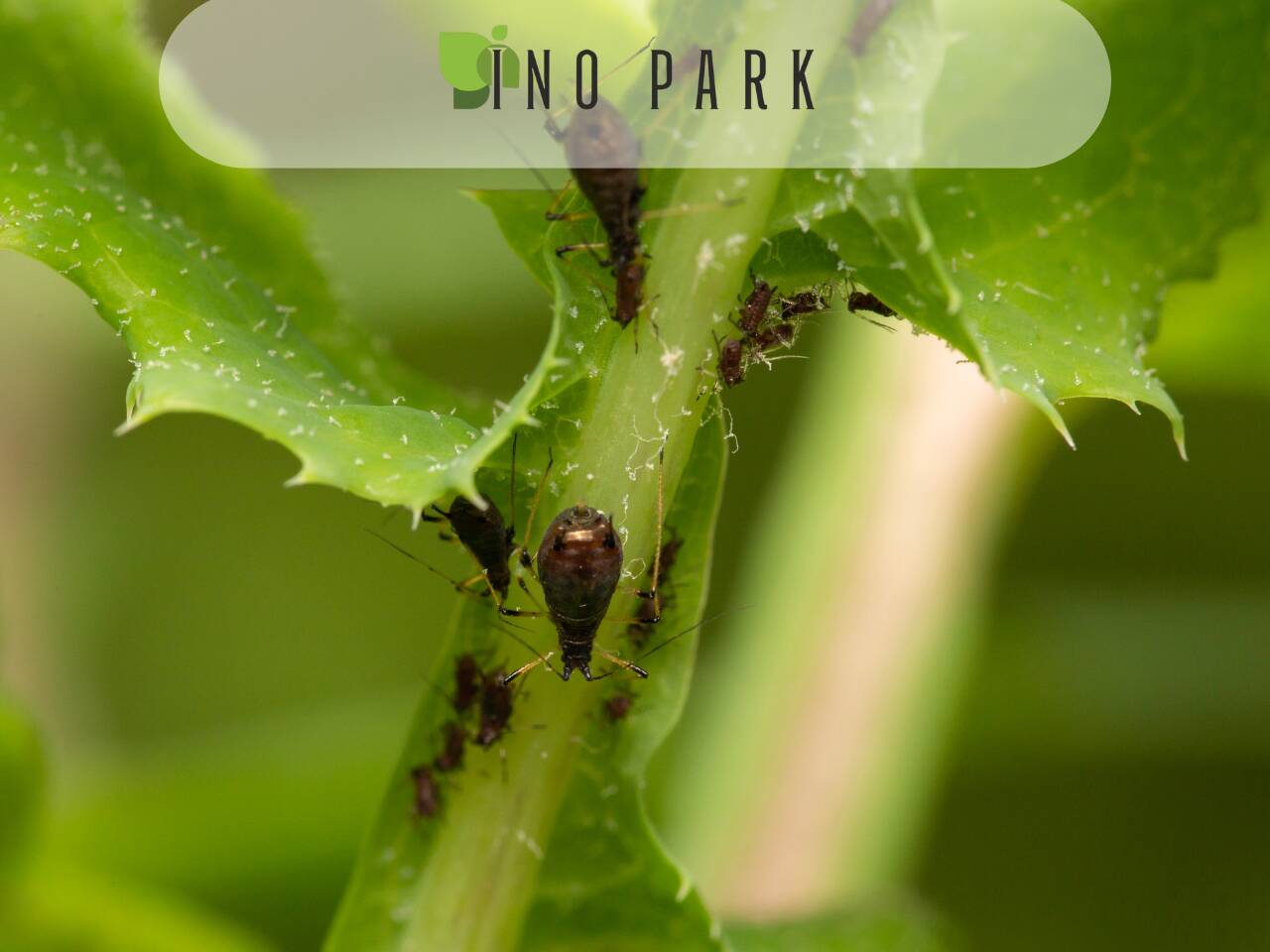 Насекоми по растенията