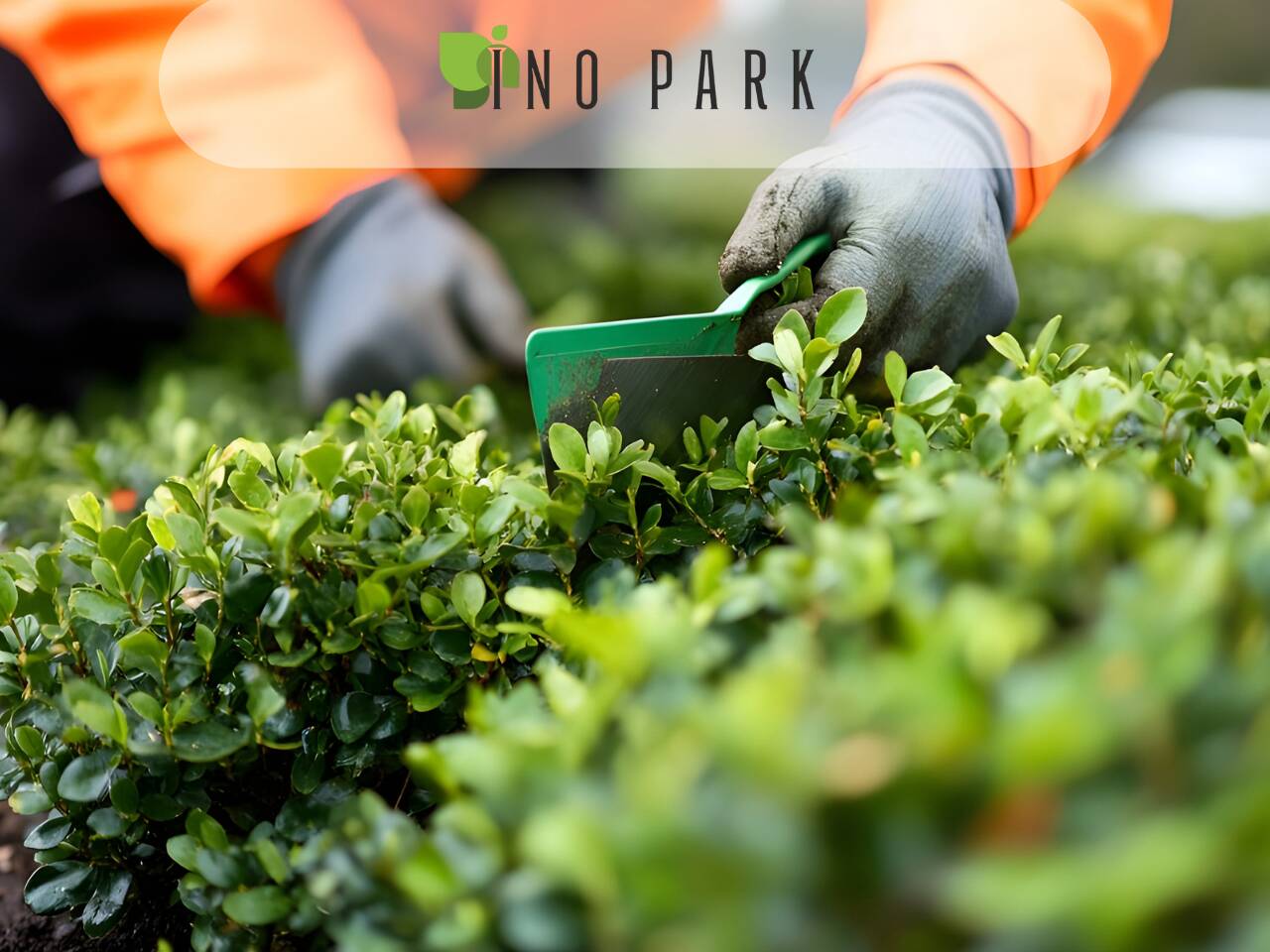 Подрязване на декоративни храсти