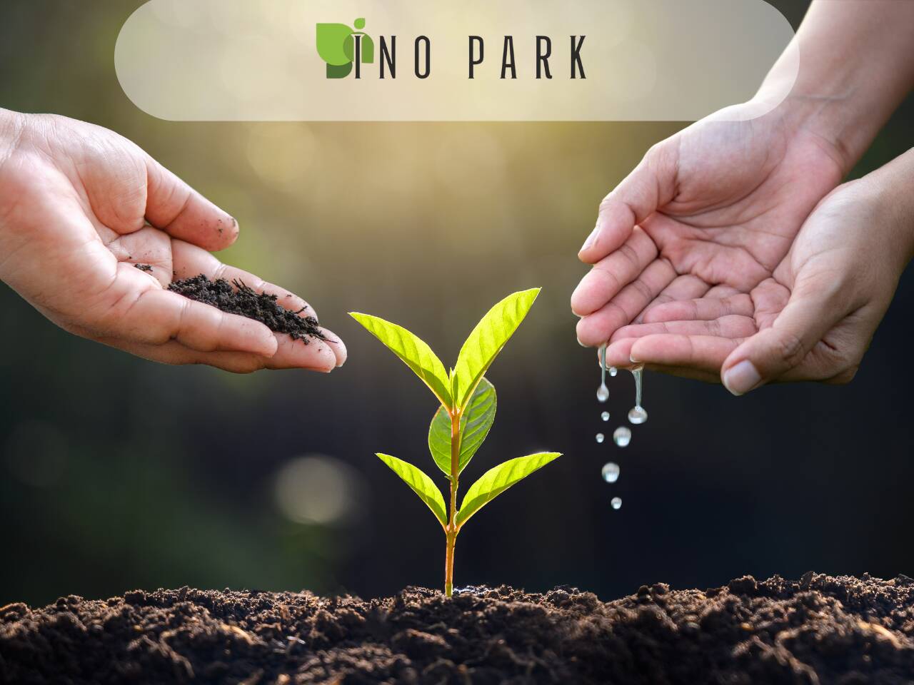 Защо растенията умират след засаждане?