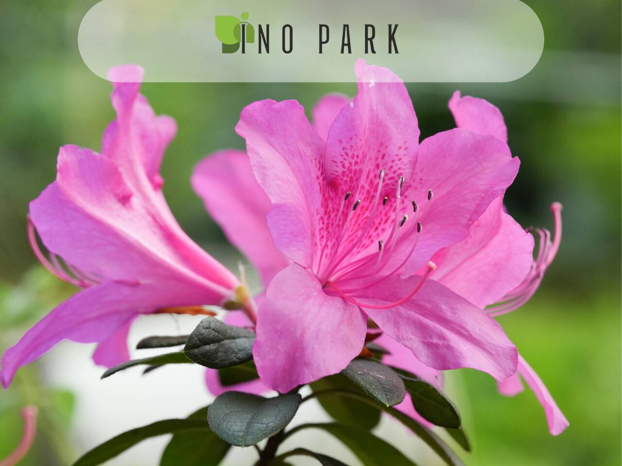 Рододендрони и Азалии – кралете на полусянката