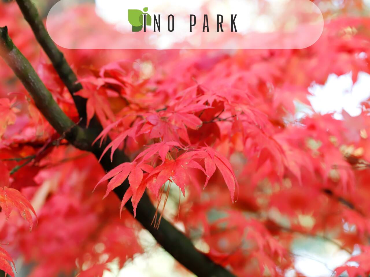 Japanese maple (Maple palmate)