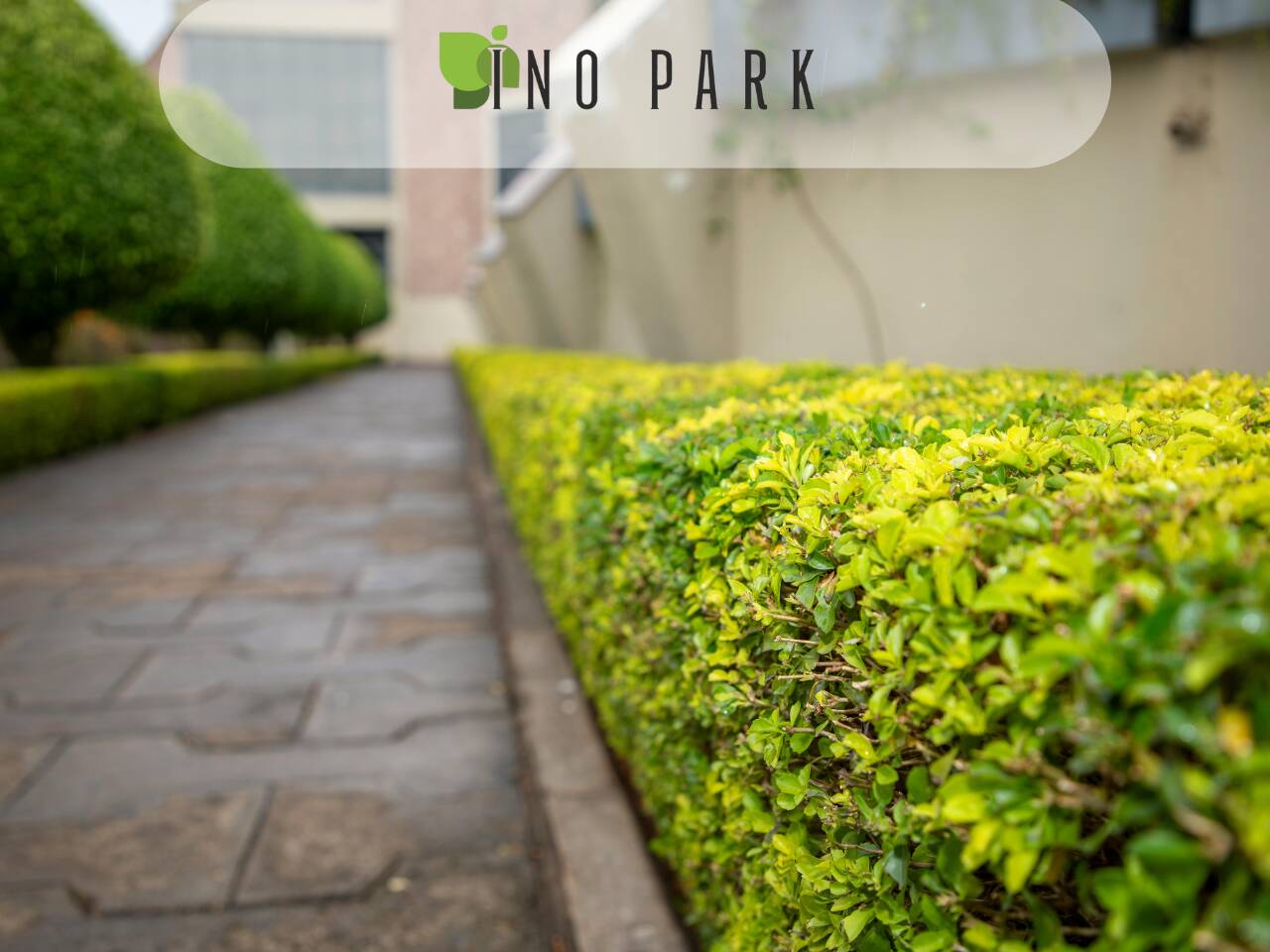 Жив плет срещу ограда