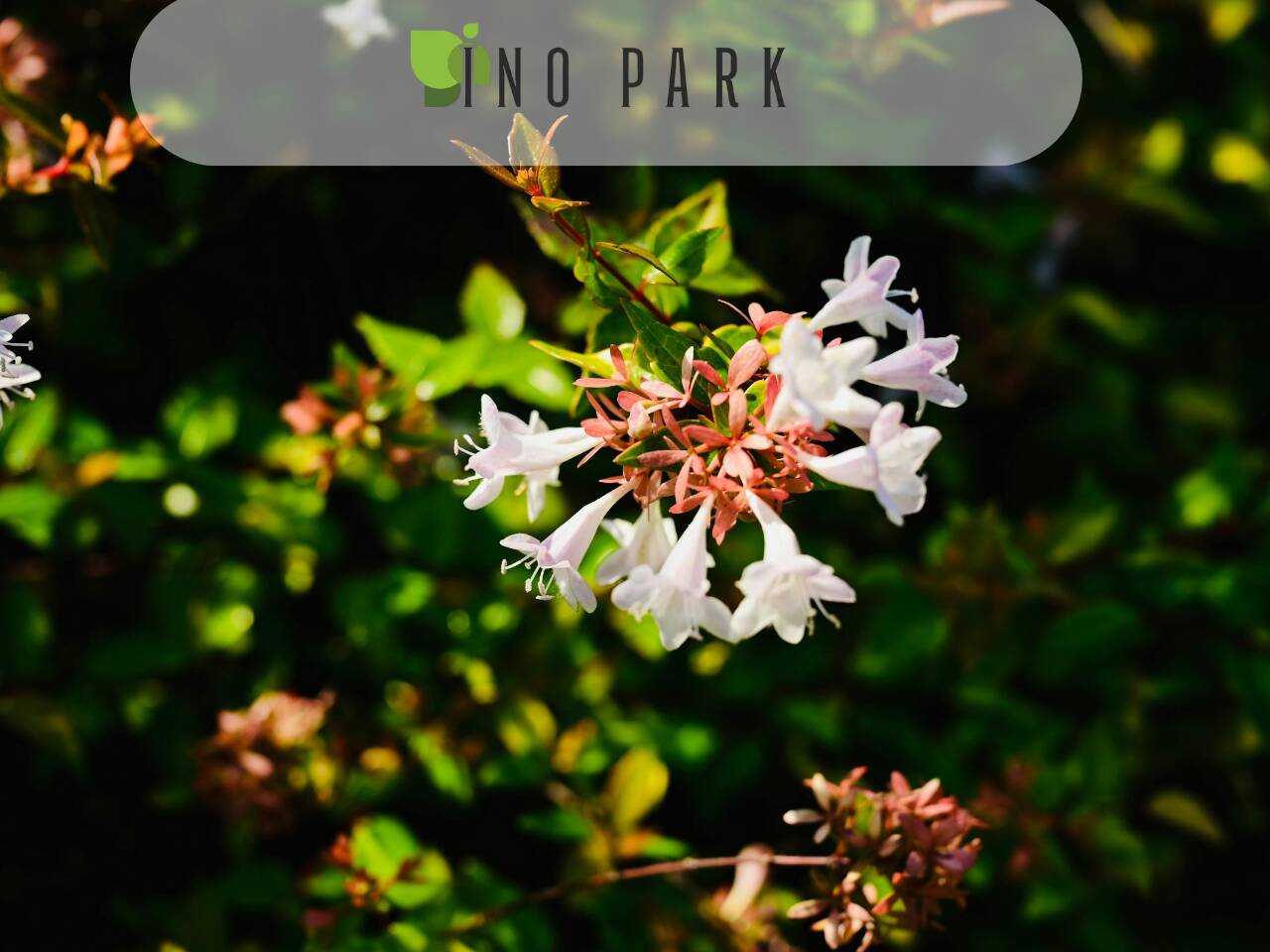 Как се отглежда абелия (Abelia)?
