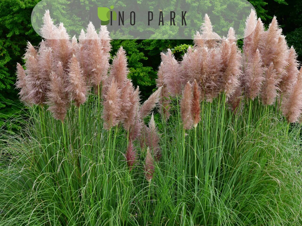 Отглеждане на декоративна пампаска трева (Cortaderia selloana)